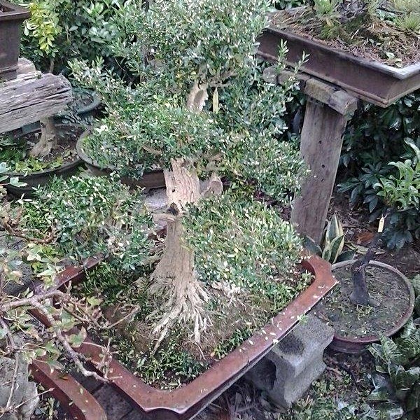 二手盆景 盆栽出售 金字塔型老樹金柳特價 591居家 家具