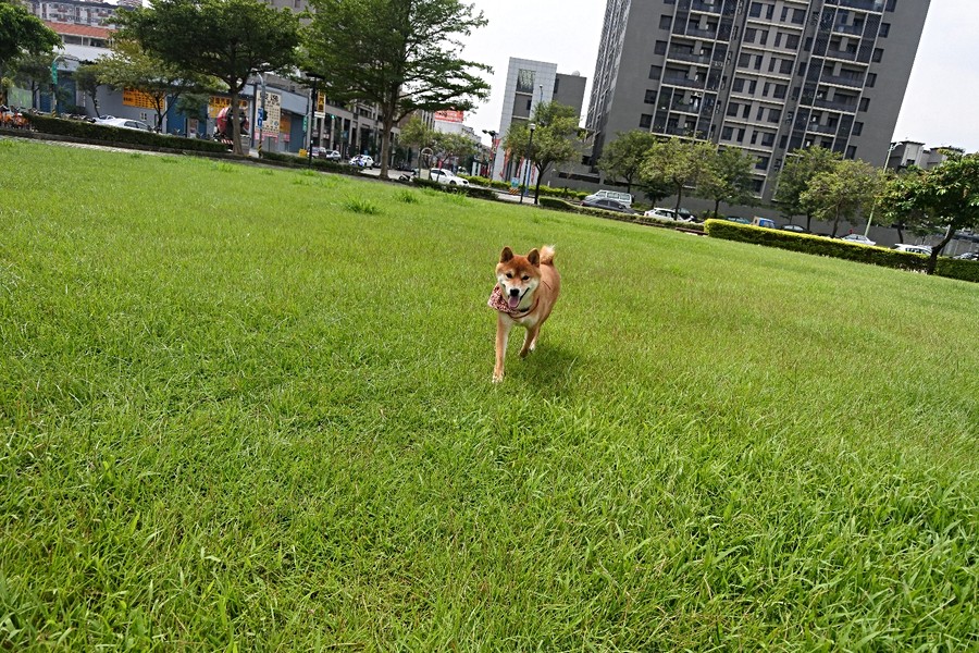 跑過來的嘟