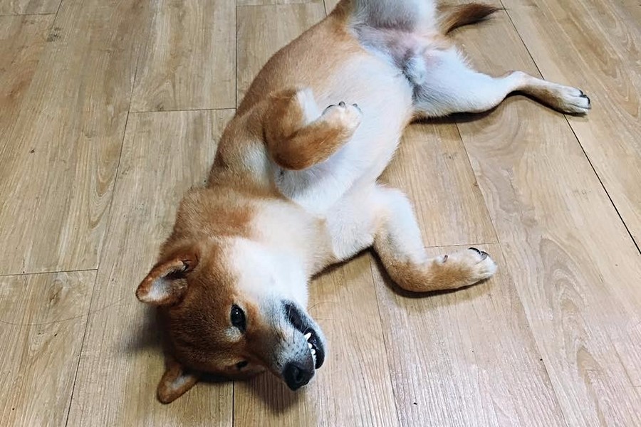 出發前懶洋洋的嘟嘟