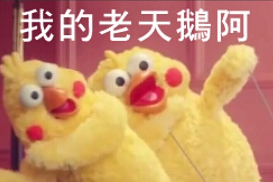 我的老天鵝示意圖(取自網路)