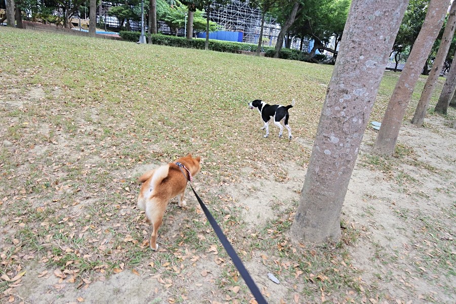 嘟嘟在公園的新朋友