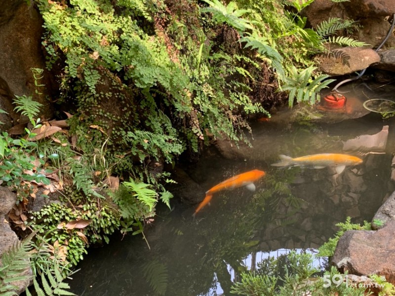 游魚庭中流 漫步雅園間 台北市房屋出售 591售屋網